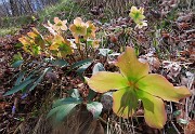 20 Helleborus niger (Ellebori) in fruttescenza